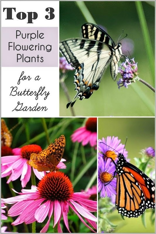 My Top 3 Purple Flowering Plants for a Butterfly Garden Setting for Four