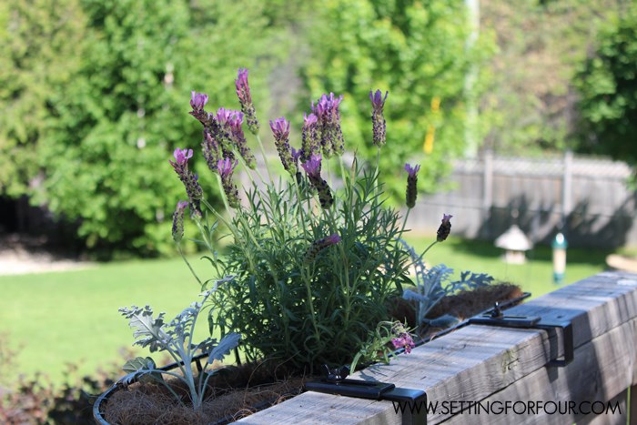 My Outdoor Oasis starts with making planters filled with flowering plants like lavender and dusty miller! www.settingforfour.com