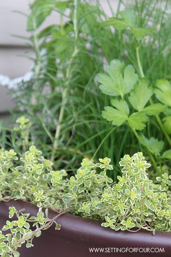 How to plant an outdoor herb garden pot - it's easy!