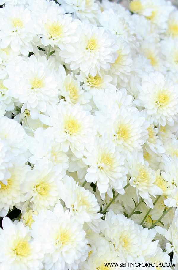 White and Yellow Mums and Fall Home Tour | www.settingforfour.com