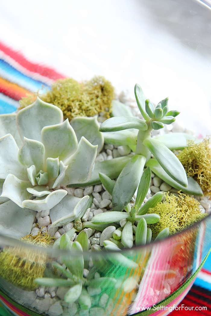 Make this FUN brightly colored DIY Succulent Terrarium to celebrate Cinqo de Mayo! GORGEOUS festive table centerpiece or coffee table decor for your Mexican fiesta party! www.settingforfour.com