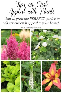 How to grow the PERFECT colorful, easy care garden to add some dramatic curb appea!