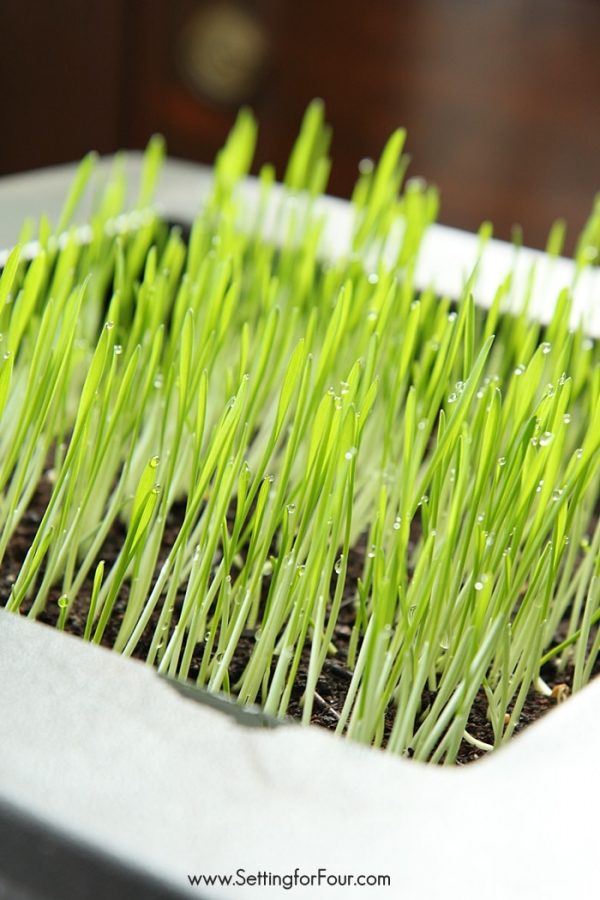 How to Grow Wheatgrass Indoor Gardening and Decor Idea Setting For