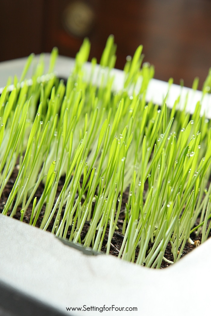 How to Grow Wheatgrass seeds in 3 easy steps! For healthy juice and smoothies, for your cats, for Spring and Easter decor. www.settingforfour.com