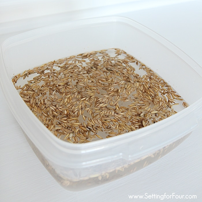 How to Grow Wheatgrass seeds in 3 easy steps! For healthy juice and smoothies, for your cats, for Spring and Easter decor. www.settingforfour.com