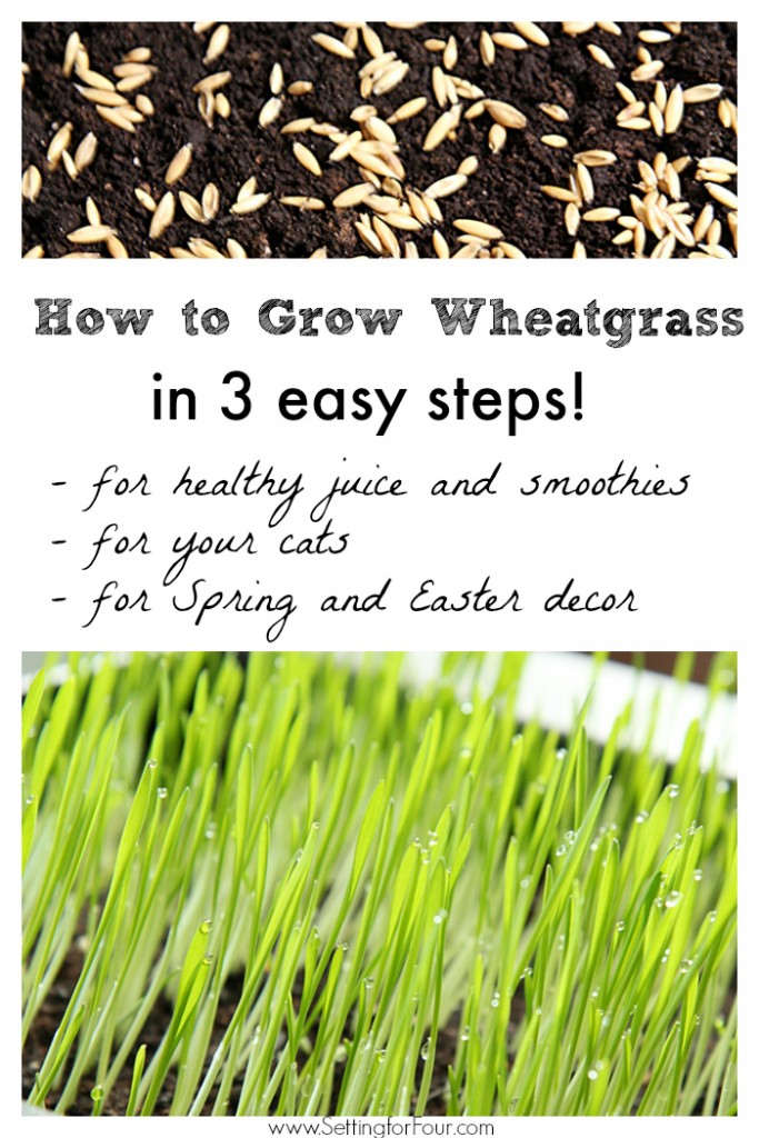 How to Grow Wheatgrass Indoor Gardening and Decor Idea Setting For