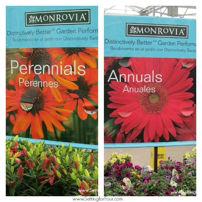 Find beautiful and hardy Monrovia perrenial and annual plants at Lowes stores for all of your gardening needs! See more gardening tips at www.settingforfour.com