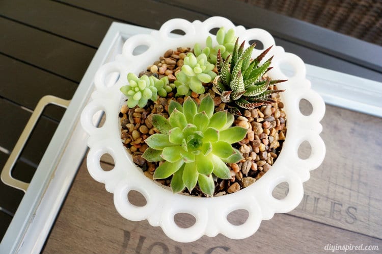 Milk Glass Thrift Store Planter idea.