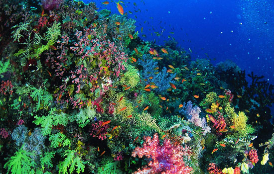 Scuba Diving in Belize