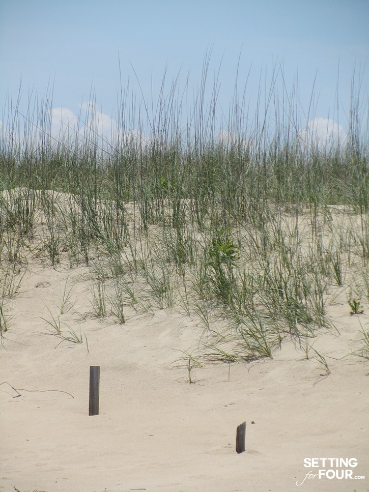 Virginia Beach sand dunes