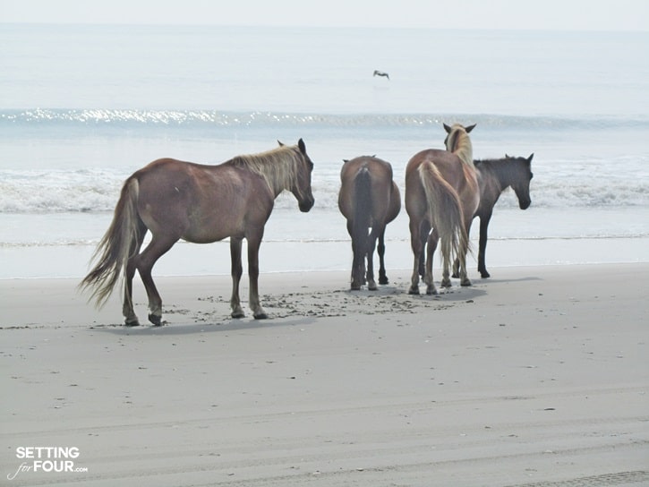 Wild horses of Corolla and beaches of North Carolina