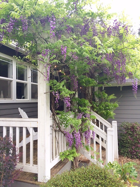 Outdoor Decor Tip # 6: Plant a knockout vine in your flower bed! Plant Wisteria