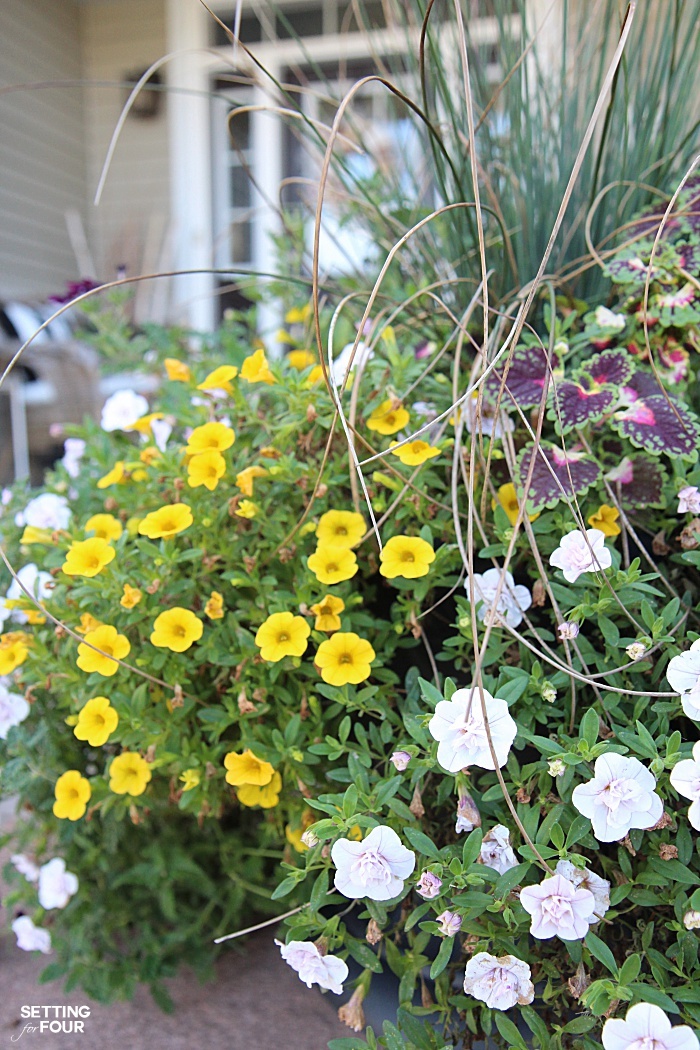 Container garden - thriller, filler, spiller.