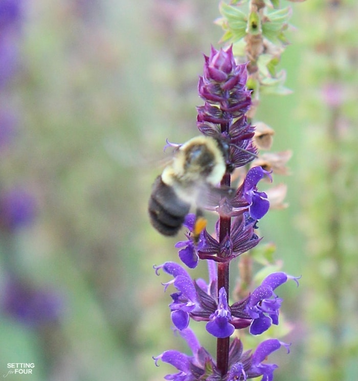 Bumblebees love purple veronica flowers!