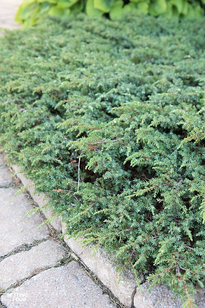 Juniper groundcover