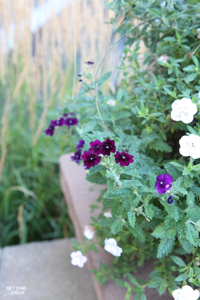 Flower pot with trailing plants