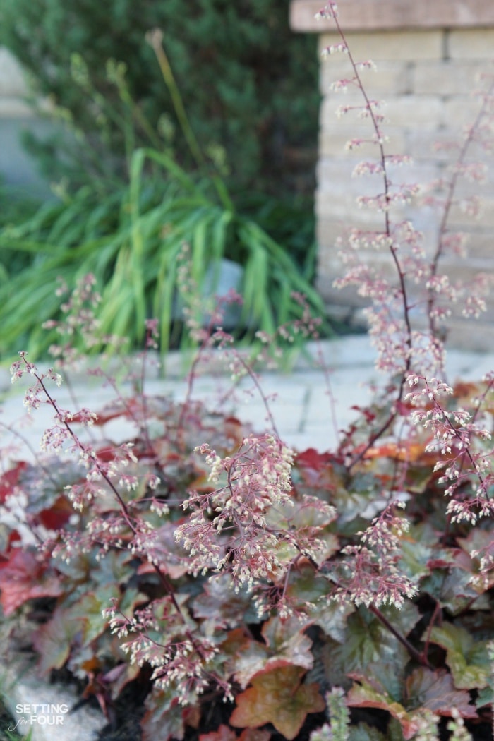 Coral Bells - the bees and butterflies love this plant 