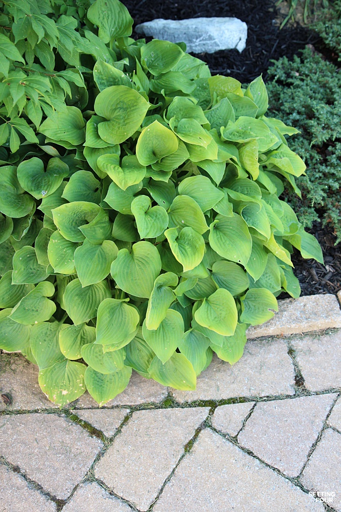 I've divided this hosta up many times to make lots of free plants!