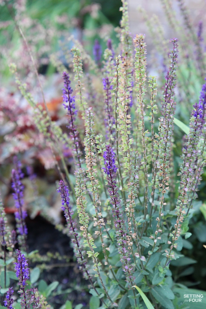 Purple veronica: I planted two of these in the flower bed to disguise and cover the base of our black lamp post - it's bushy and loaded with flowers!