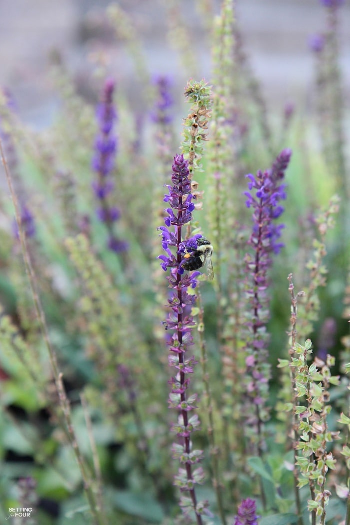 Bumblebees love purple veronica flowers!