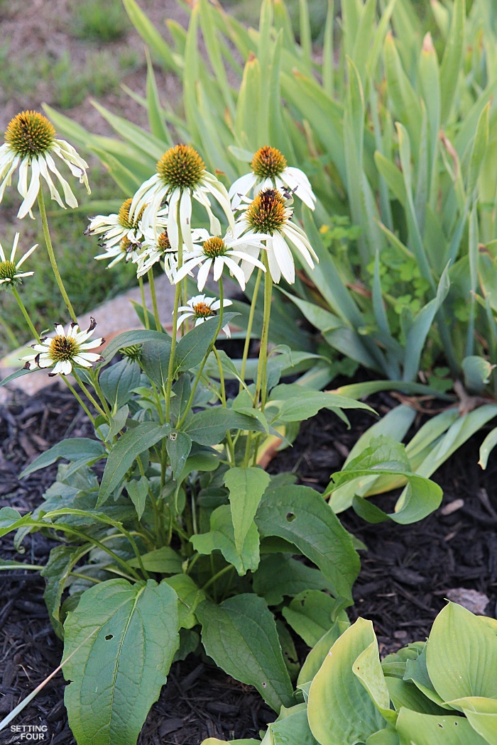 White Coneflower - a sun loving, drought tolerant plant. The bees and butterflies love it!