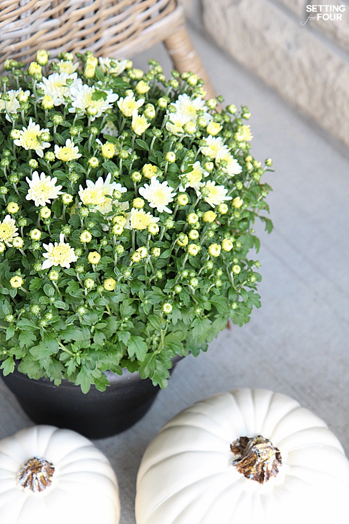 Welcome to my Fall Home Tour Part 2 - my Fall Front Porch! See my Fall white mum potted flowers.