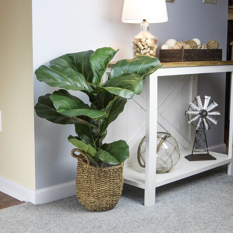 How to Decorate: fiddle leaf fig trees and how to style them! 