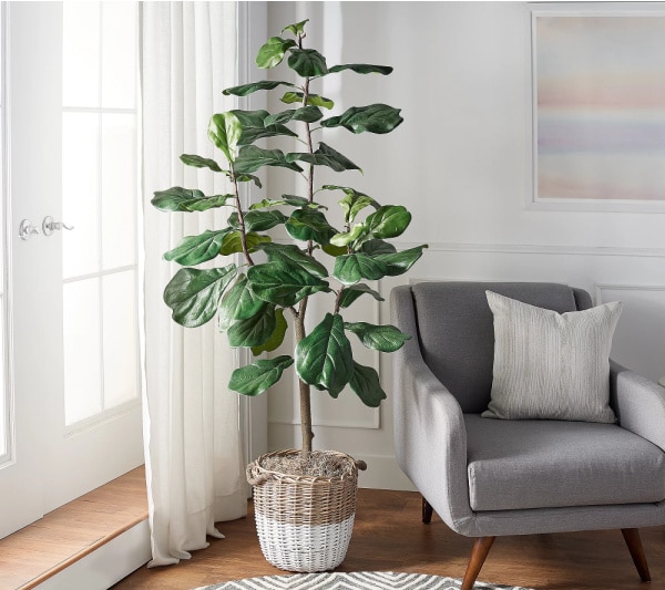 How to Decorate with fiddle leaf fig trees and how to style them!