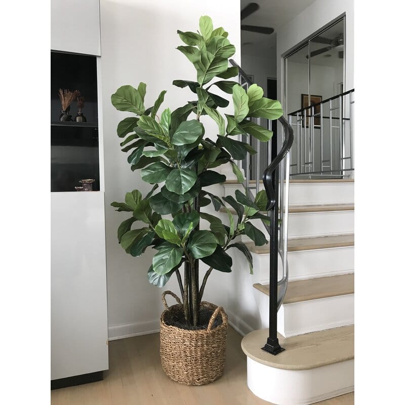 How to Decorate: fiddle leaf fig trees and how to style them! 