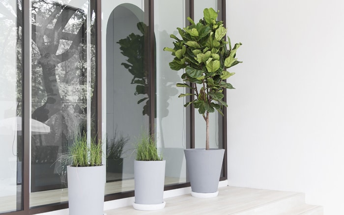 How to Decorate with fiddle leaf fig trees outdoors and how to style them!