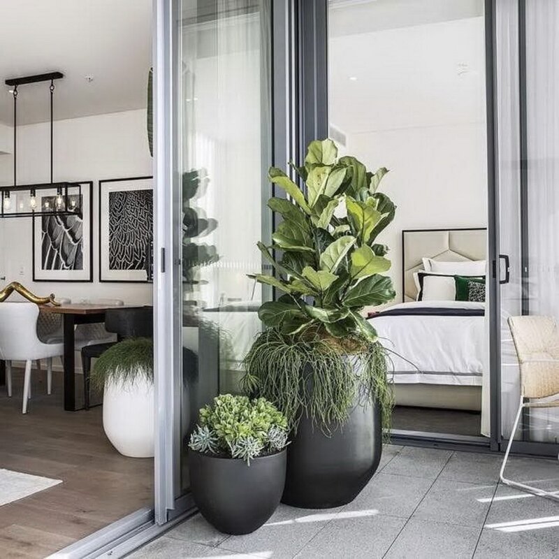 How to Decorate with fiddle leaf fig trees outdoors and how to style them!