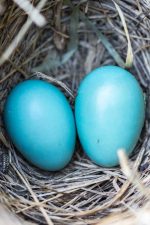 Blue Robin's eggs in a nest - Spring photography