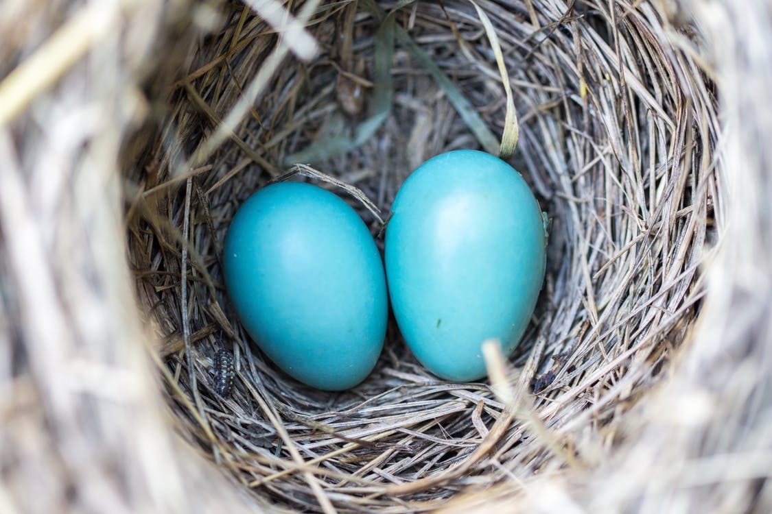 Blue Robin's eggs in a nest - Spring photography