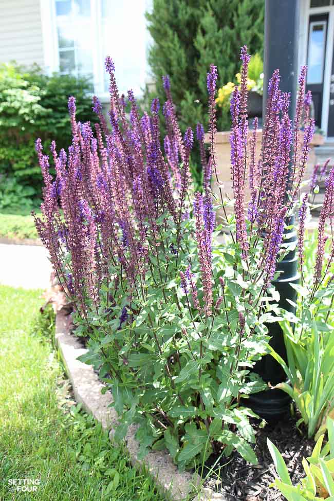 See how to use Purple salvia- a beautiful flowering perennial plant - to landscape around a lamp post to beautify the front of the home.