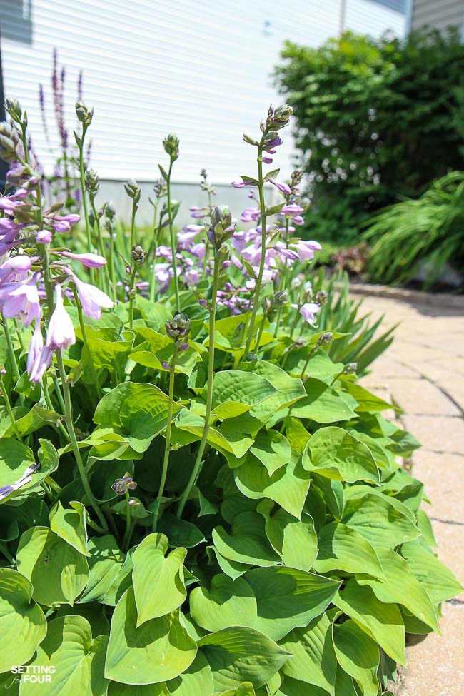 See the hosta plants used in this front yard flower bed to disguise an ugly lamp post.