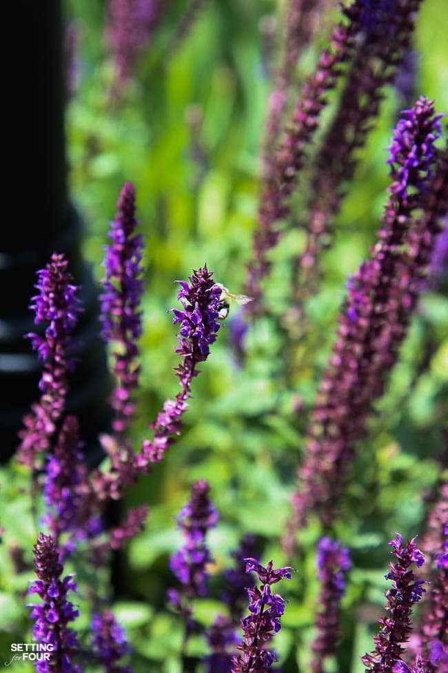 Attract butterflies and bees to your yard with salvia!