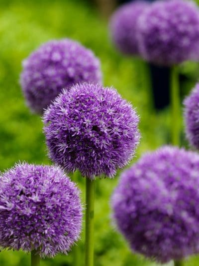 How to add Pantone Color of the Year 2018 Ultra Violet to your home with plants and flowers! Purple Plant Color ideas for your garden, landscape ideas and indoor plant ideas.