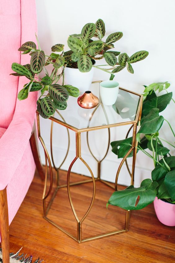 Patterned plants like this prayer plant are hot trend right now! Look for tropical plants that have striped or dotted leaves to update your home decor in a jiffy!