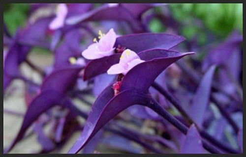 7 Ways To Use Pantone® Color Of The Year Ultra Violet In Your Kitchen