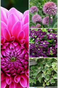 6 Small Space Landscaping Plants