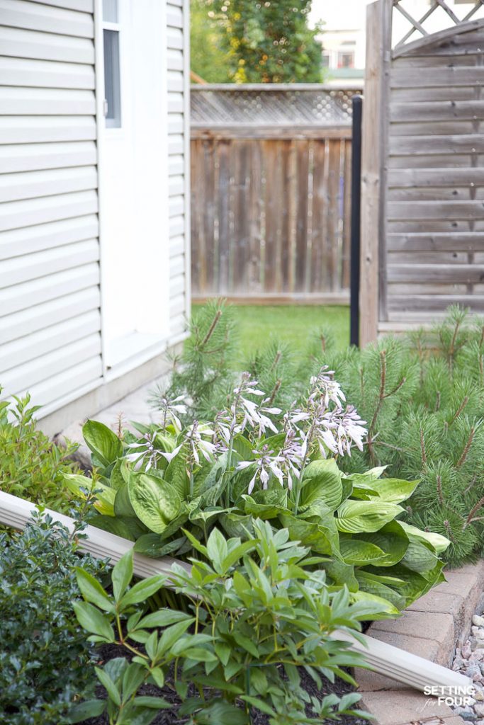 no fail plants landscape