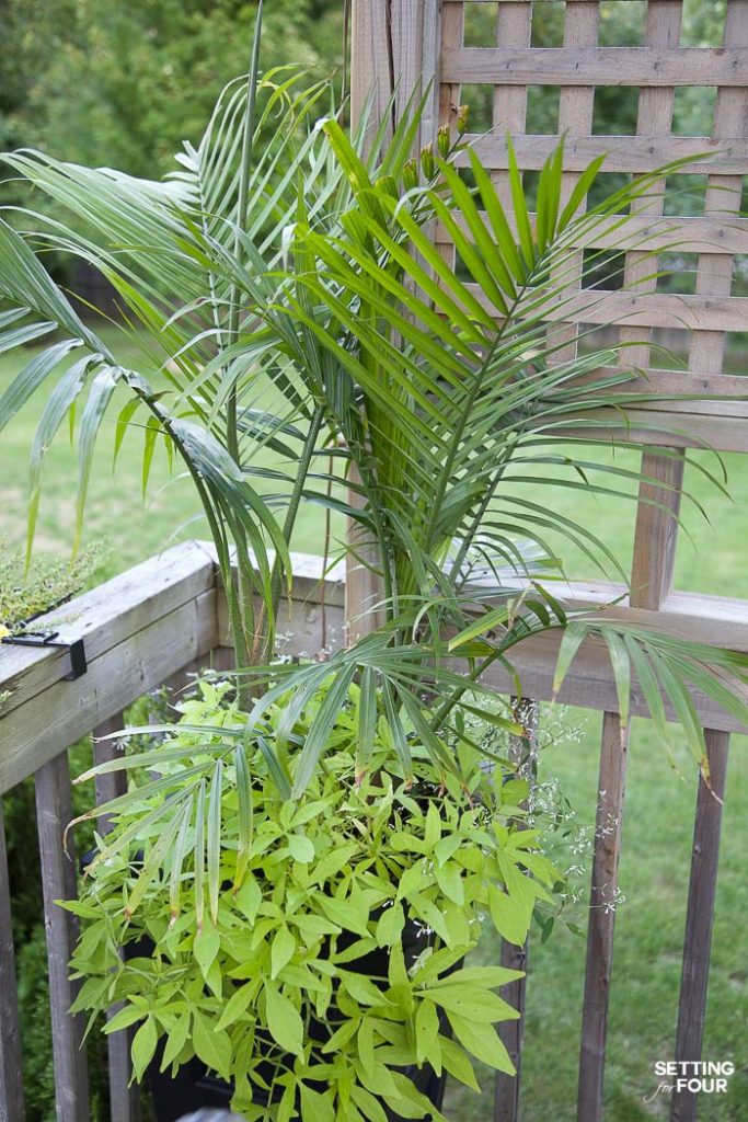 No Fail Plants - Landscape Gardens & Flower Containers #landscaping #gardening #plants #flowers #containerplants #urns #greenery #hosta #palmtree