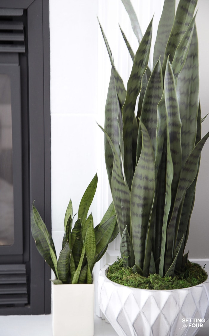 Living Room Makeover and decor ideas! Love my snakeplants! #plants #snakeplant #planter #indoorplants #houseplantslowlight #pottedplants #decor