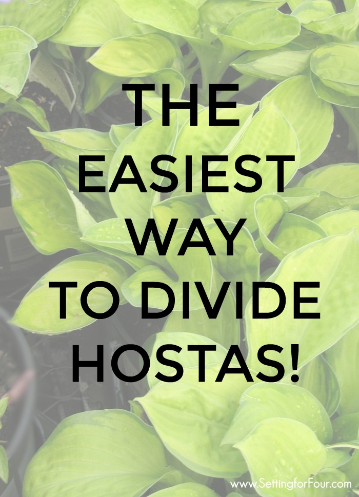 Hosta plant graphic with overlay text to show how to divide hostas.