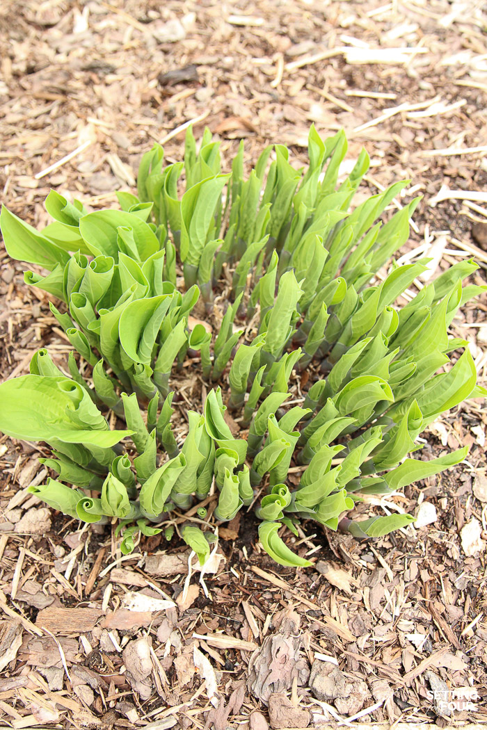 Young hosta plant sprouting in the spring.