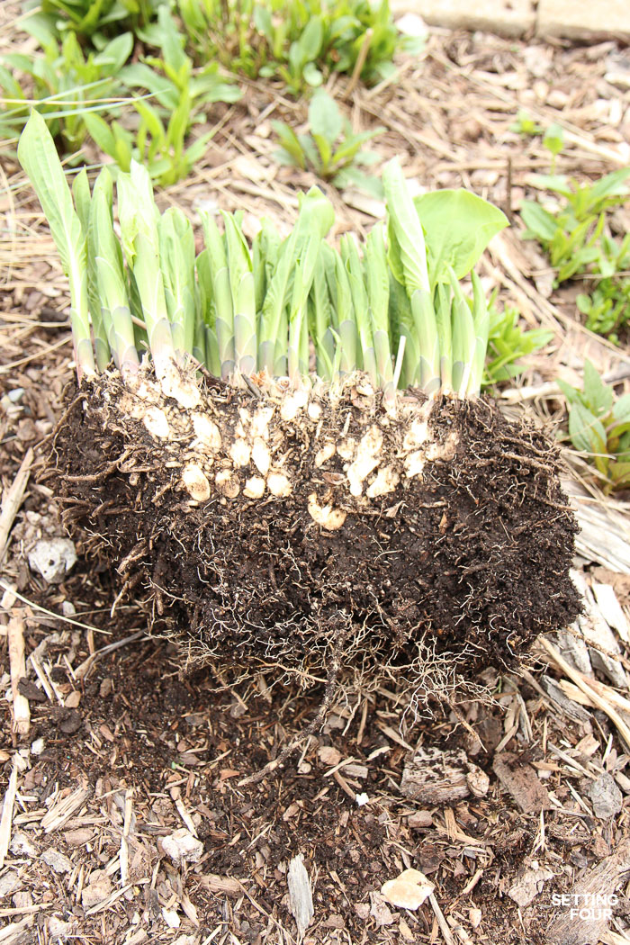 Hosta plant divided into a smaller section.