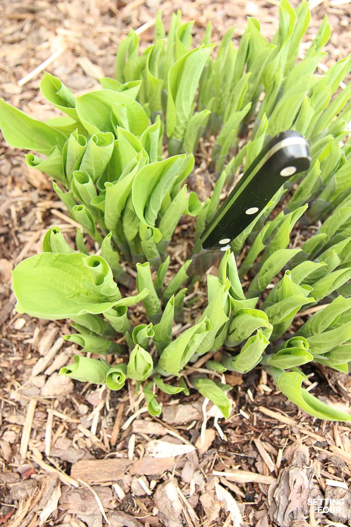 Dividing hosta plant with a knife to cut through dense roots.