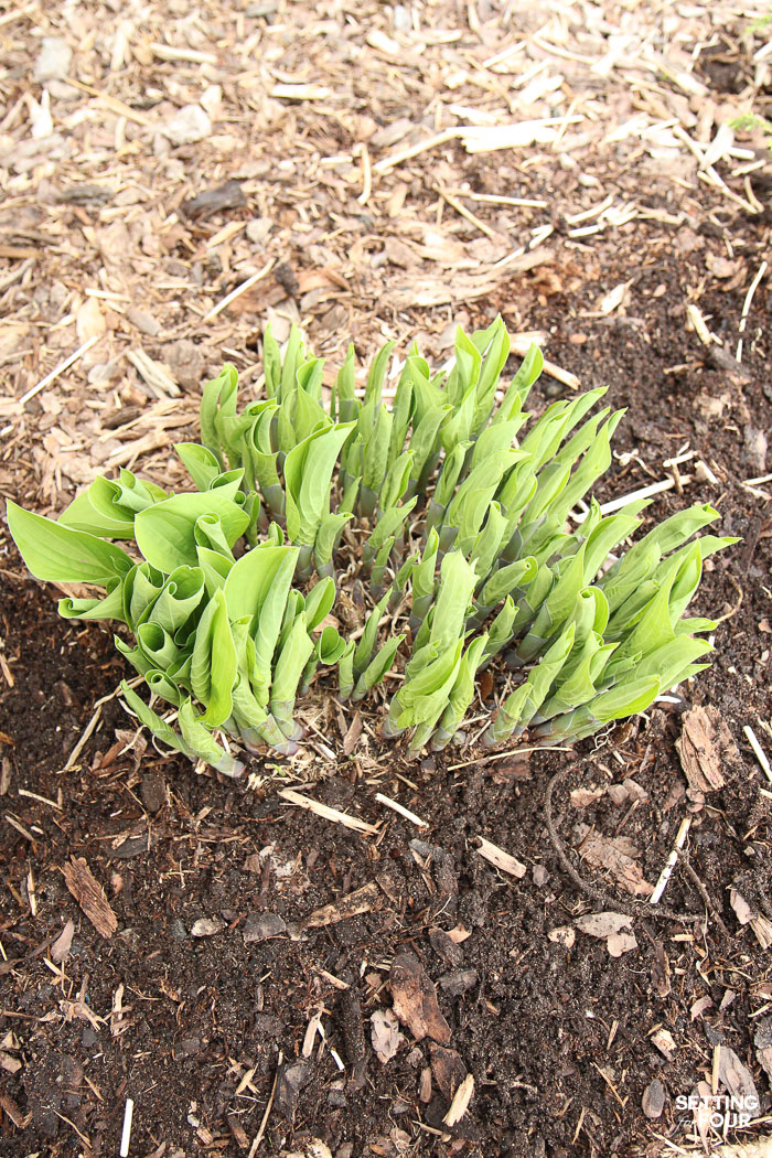 Hosta plant that has been divided. 