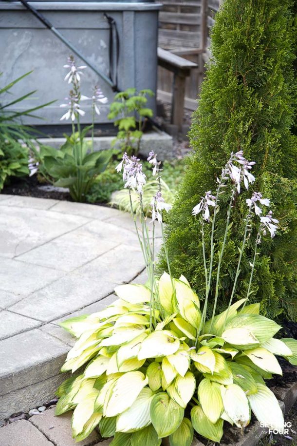 The Easiest Way To Divide Hostas & Transplanting Tips Setting For