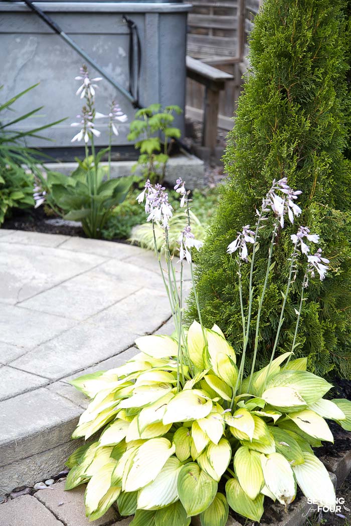 Bright green hosta plant by a patio.